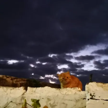 ροδάμη *